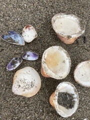 Glycymeris glycymeris