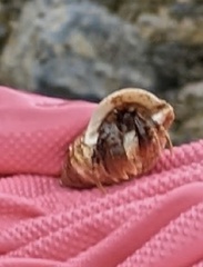 Pagurus acadianus
