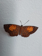 Parvospila lucianus