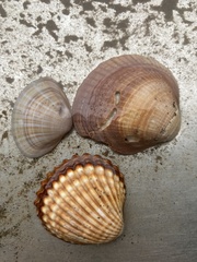 Mactra stultorum