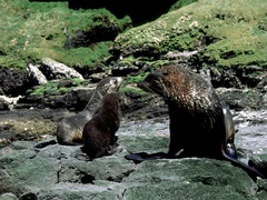 Arctocephalus gazella