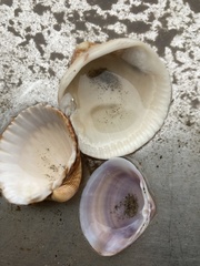 Mactra stultorum