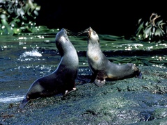 Arctocephalus gazella