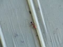 Gelis melanocephalus