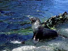 Arctocephalus gazella