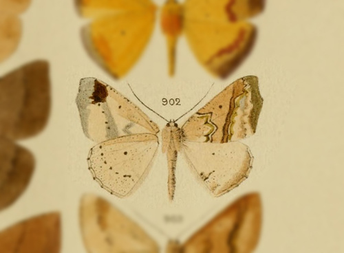 Certima nivisparsa