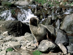 Arctocephalus gazella