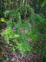 Saxegothaea conspicua