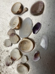 Mollusca