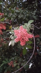 Schinus terebinthifolia