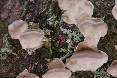 Illosporiopsis christiansenii