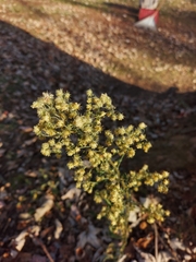 Artemisia annua