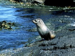 Arctocephalus gazella