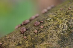 Hypoxylon fragiforme