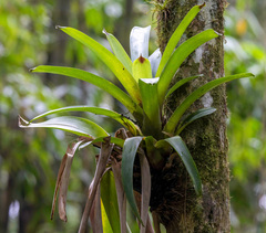 Vriesea