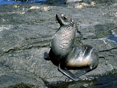 Arctocephalus gazella
