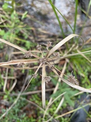 Cyperus entrerianus