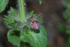 Stachys heraclea