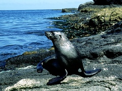 Arctocephalus gazella