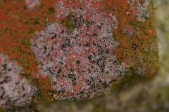 Arthonia calcarea