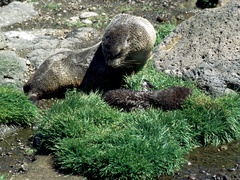 Arctocephalus gazella