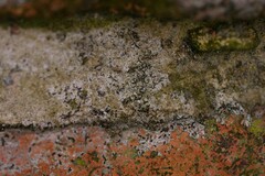 Arthonia calcarea