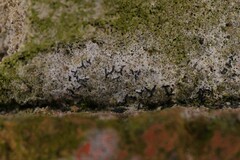 Arthonia calcarea