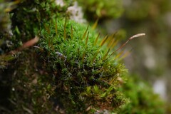 Syntrichia laevipila