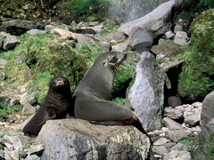 Arctocephalus gazella
