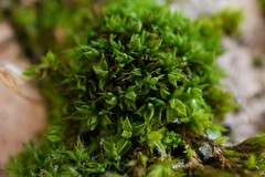 Syntrichia papillosa