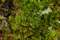 Syntrichia papillosa