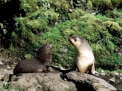 Arctocephalus gazella