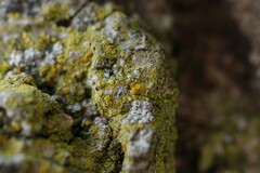 Polycauliona phlogina