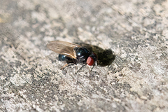 Lonchaea
