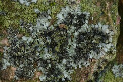 Phaeophyscia orbicularis