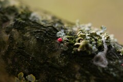 Illosporiopsis christiansenii