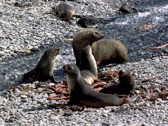 Arctocephalus gazella