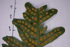 Polypodium interjectum