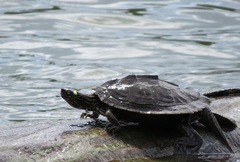 Graptemys ouachitensis