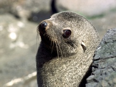 Arctocephalus gazella