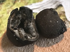 Elaphomyces anthracinus