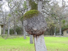 Agrobacterium radiobacter