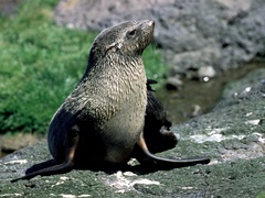 Arctocephalus gazella