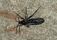 Sciaridae