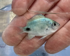 Abudefduf sparoides