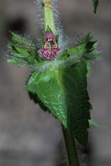 Stachys heraclea
