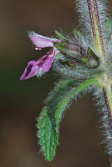 Stachys heraclea