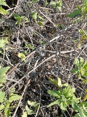 Bebbia atriplicifolia