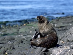 Arctocephalus gazella