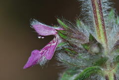 Stachys heraclea